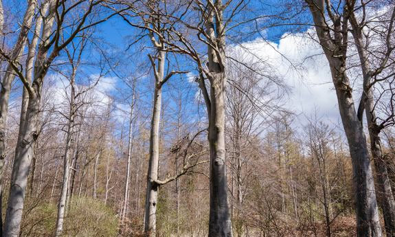 lavera pflanzt 30.000 Bäume und forstet deutsche Wälder auf