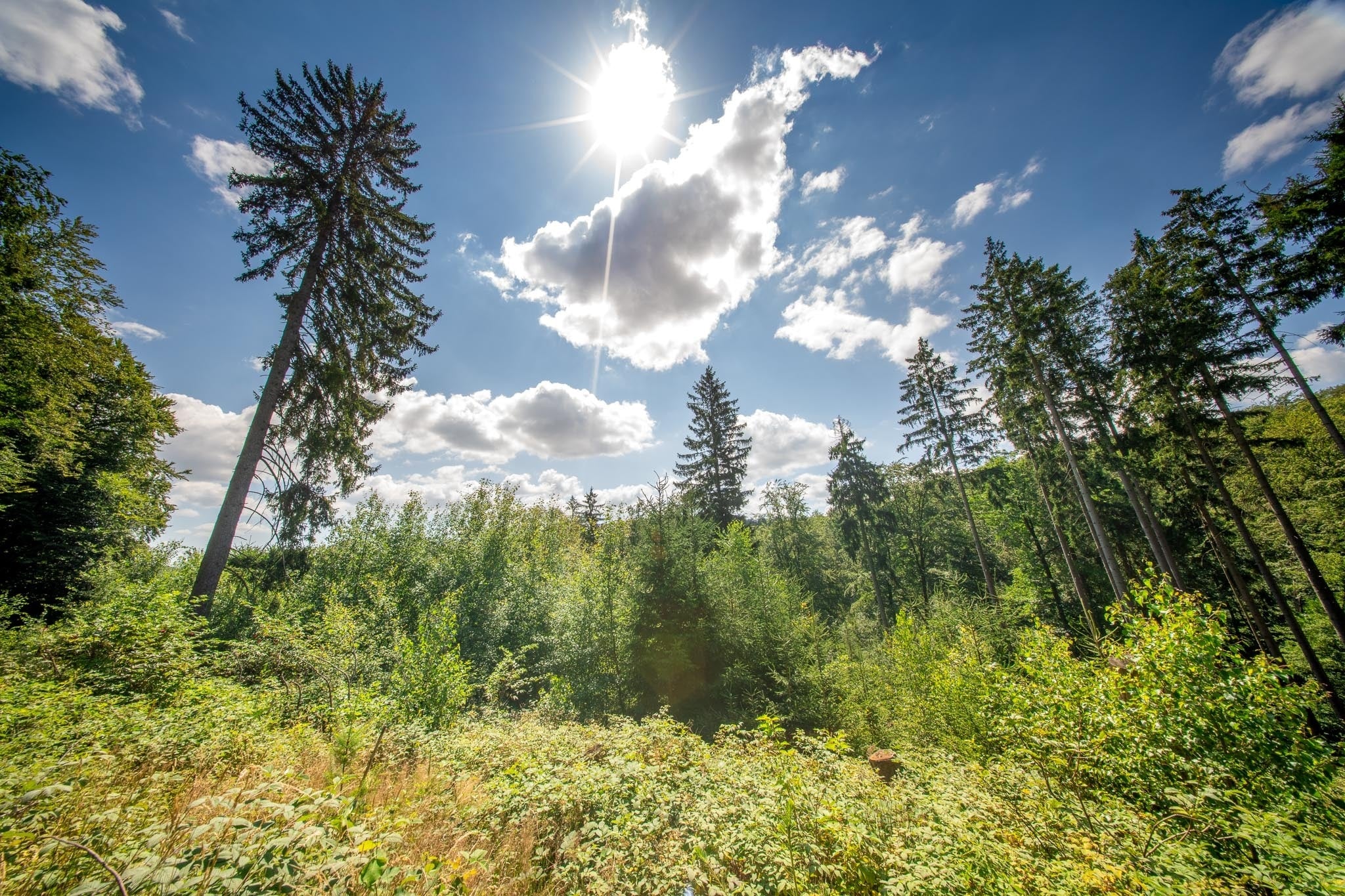 Grüner Wald und blauer Himmel