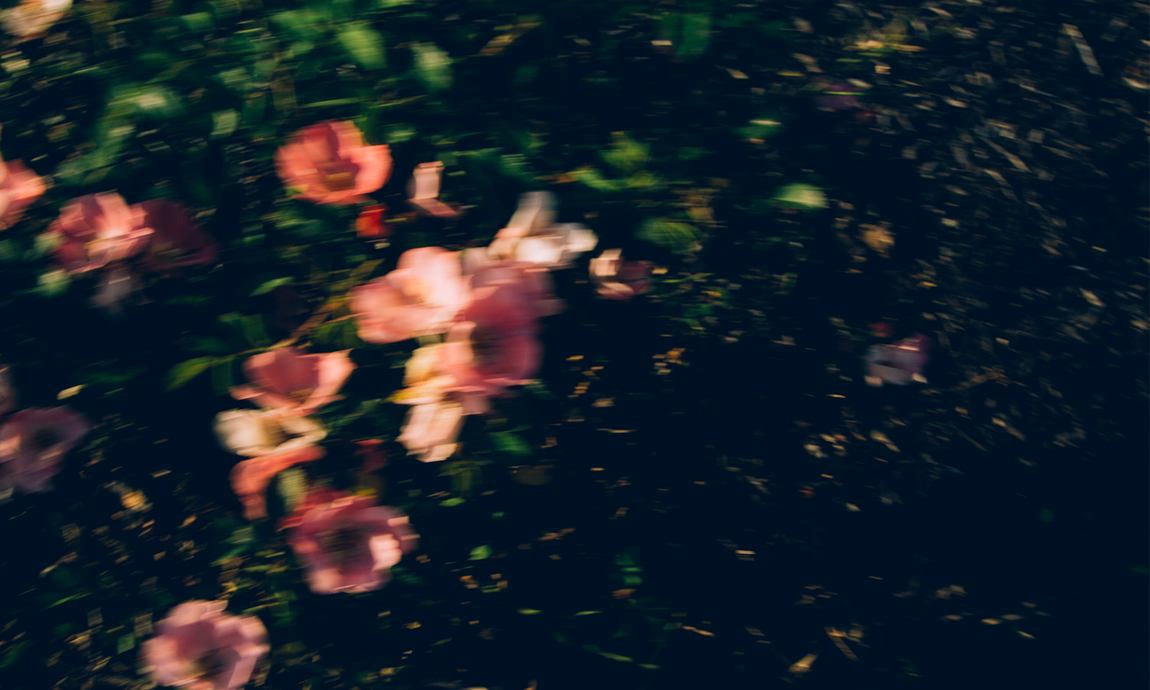 Dunkle Blumenwiese mit rosa Blüten in stimmungsvoller Unschärfe