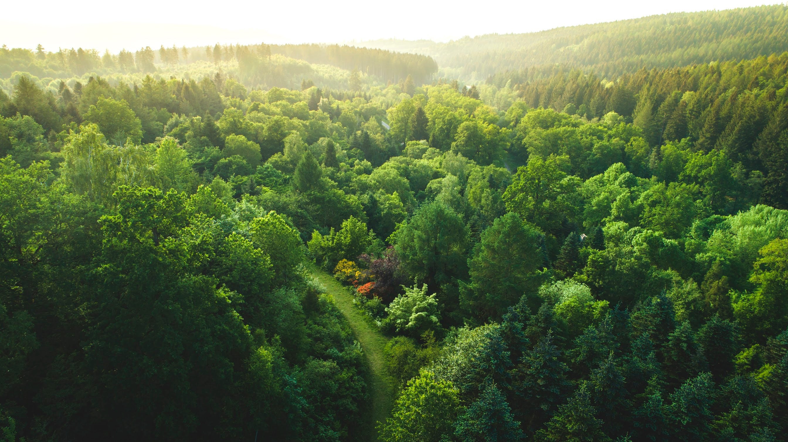 Panoramaaufnahme eines Waldes von oben bei Tageslicht