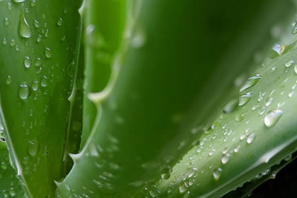Organic Aloe Vera