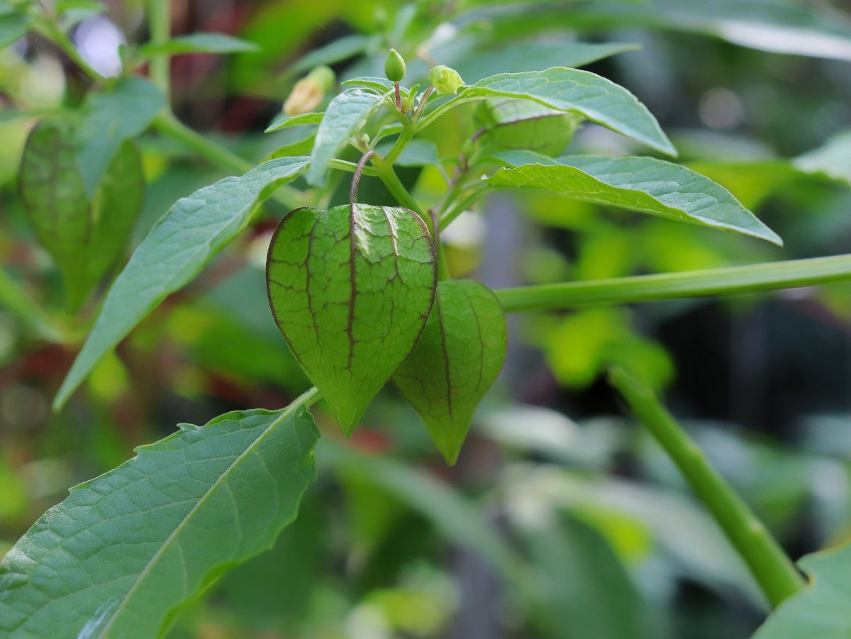 Ashwagandha Pflanze mit unreifer Frucht