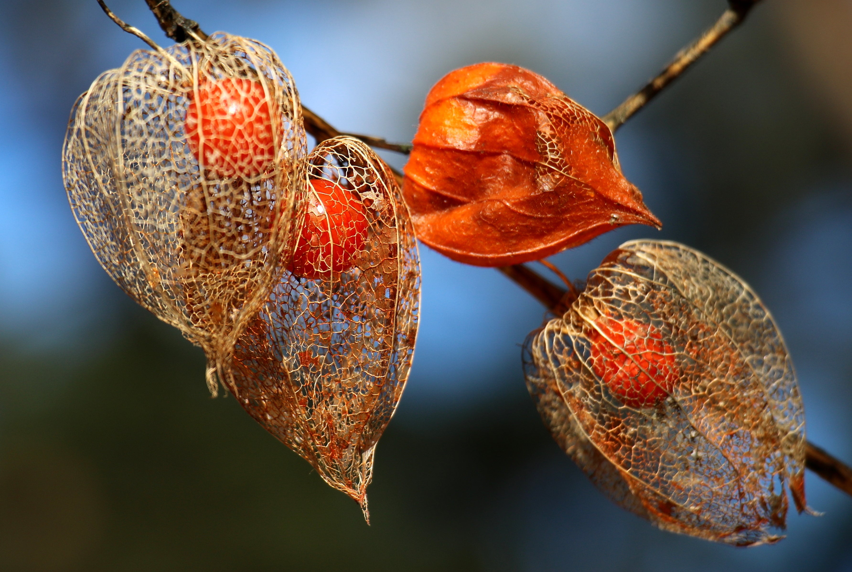Reife Ashwagandha Frucht