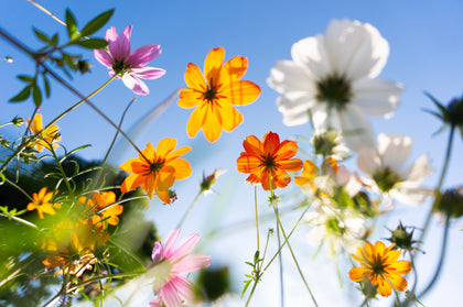 Organic Flower Butter