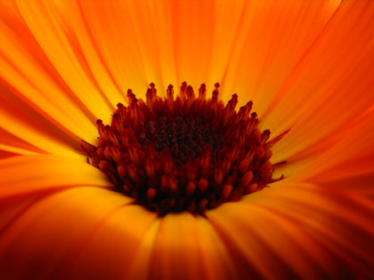 Organic Calendula