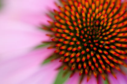 Organic Echinacea