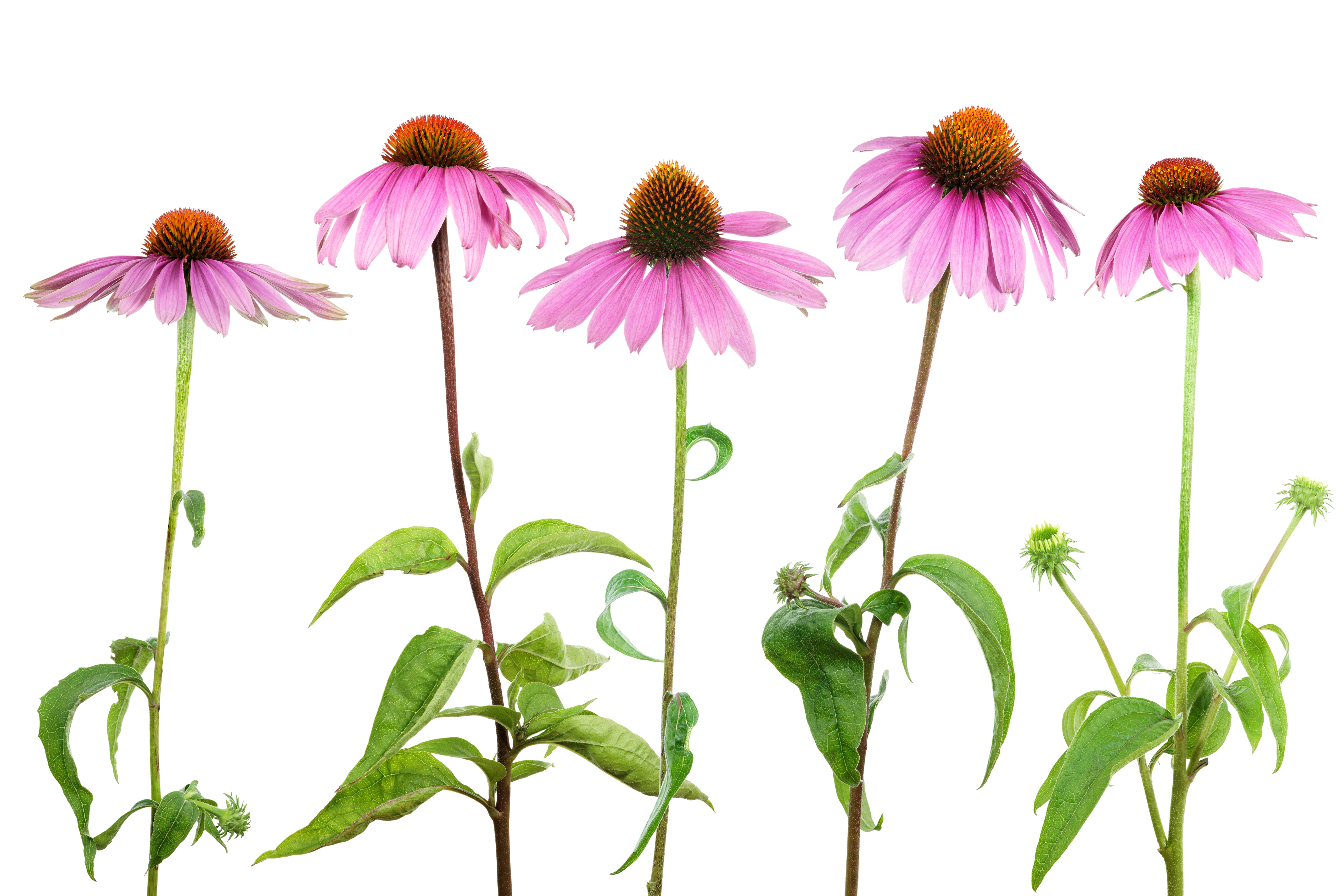 mehrere Echinacea Blumen
