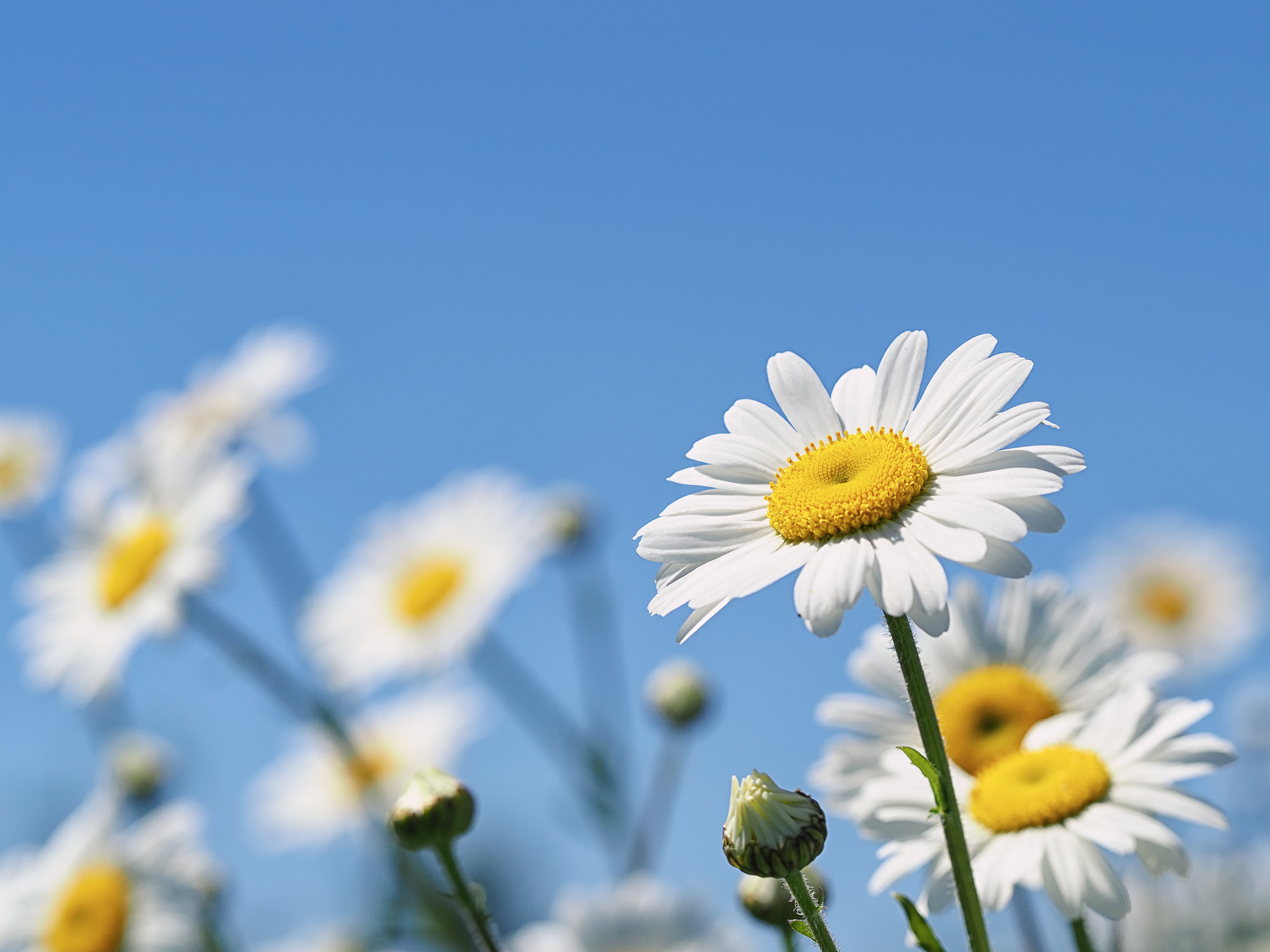 Gänseblümchen auf einer Wiese