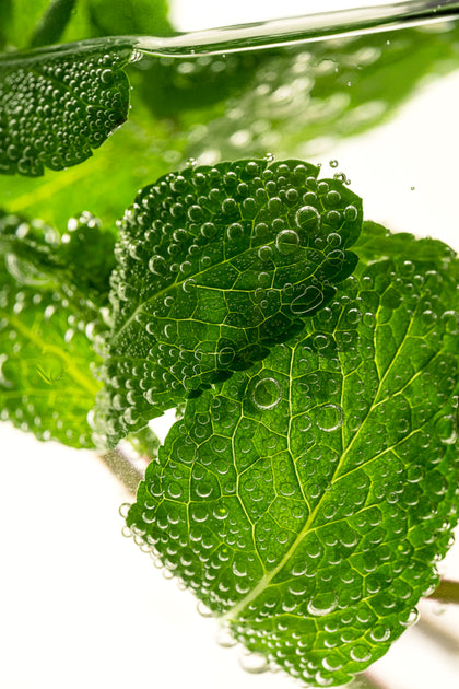 Organic Mint