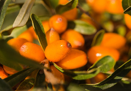 Organic sea buckthorn extract