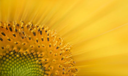 Organic sunflower oil