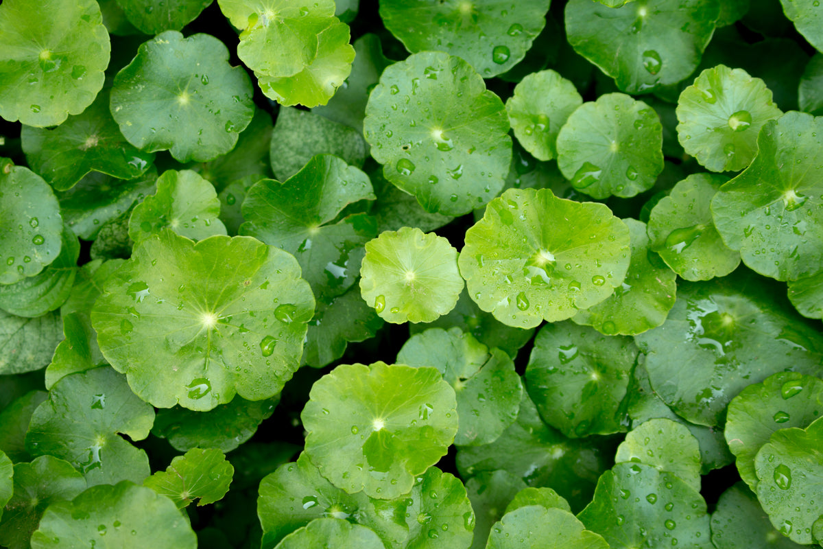 CICA leaves with water droplets