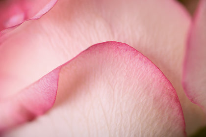 Peony