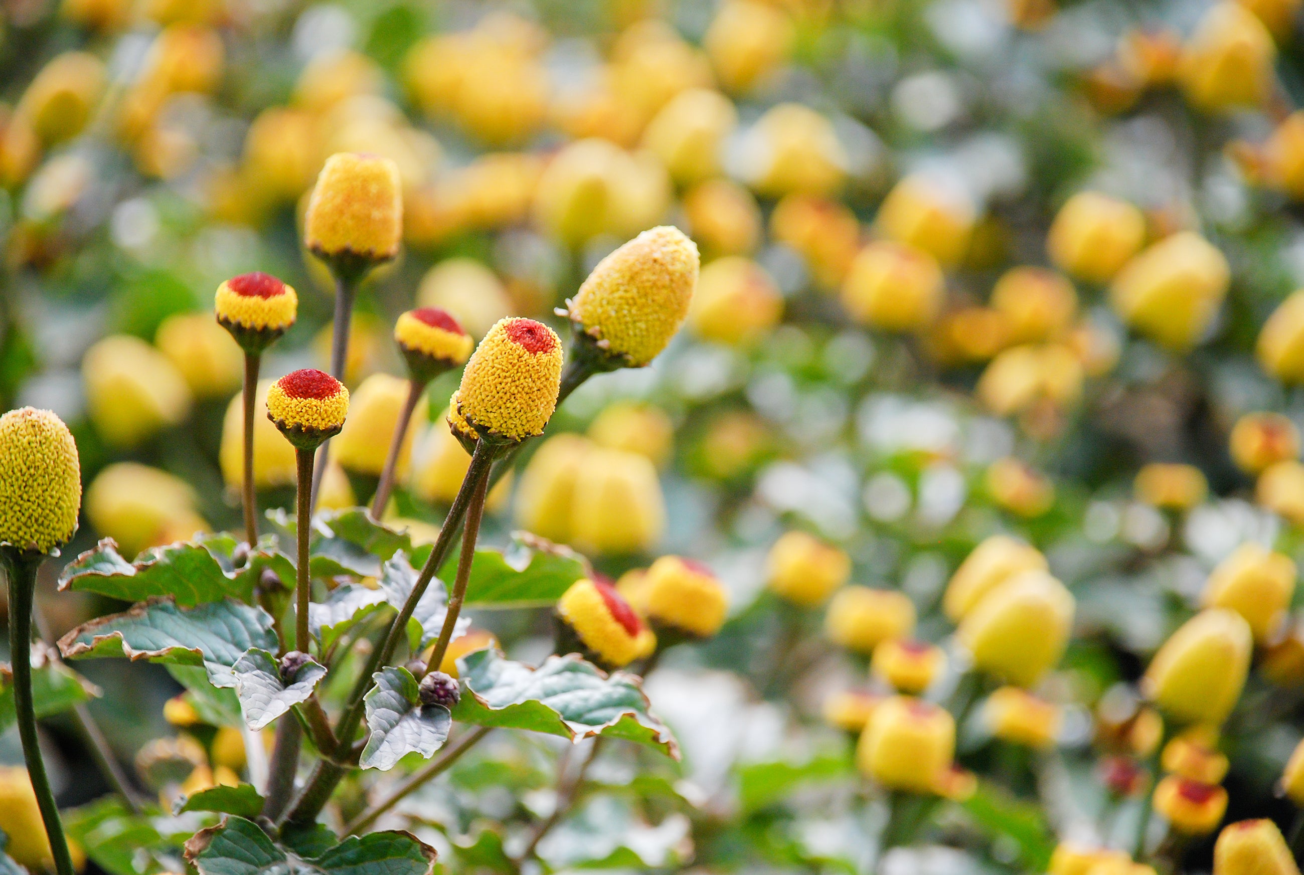 Blüte einer Parakresse Pflanze 