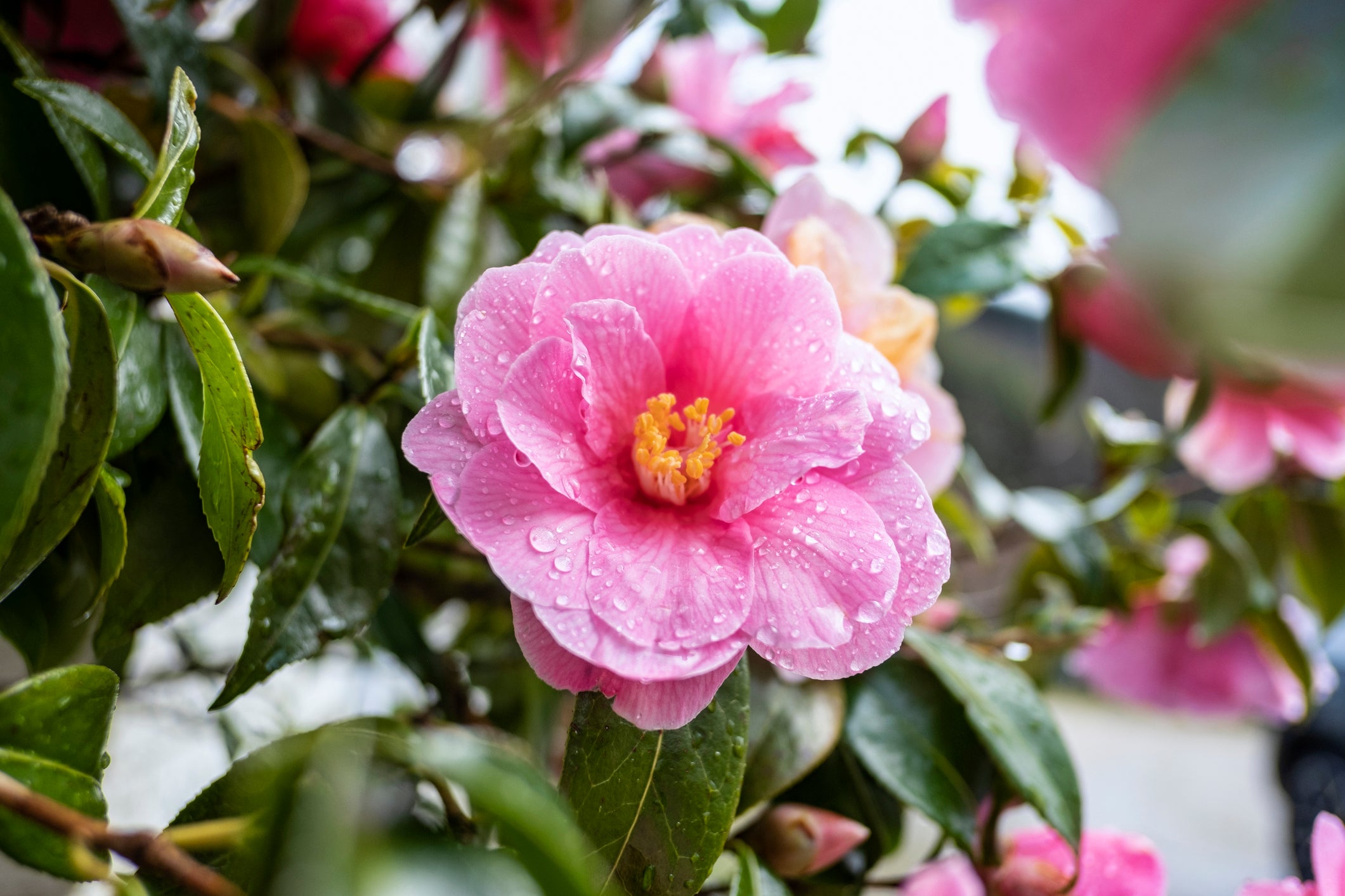 Nahaufnahme einer Kamlienblüte