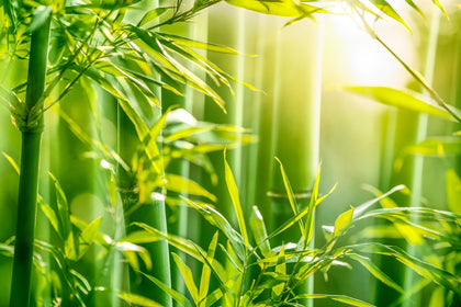 Organic Bamboo