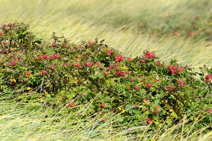 Organic Wild Rose