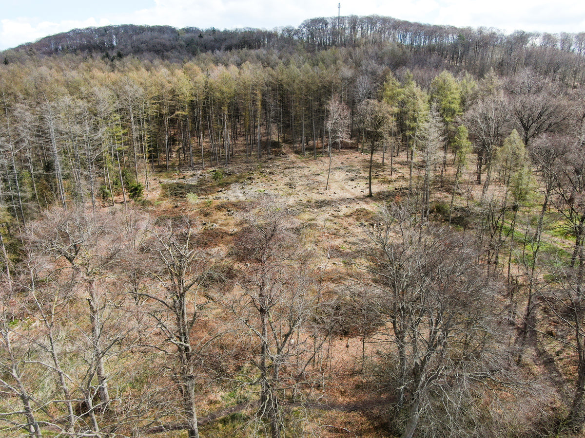 Benther Berg mit Bäumen in Hannover