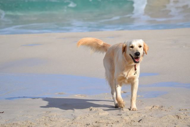 Hund läuft am Strand entlang mit Meer im Hintergrund