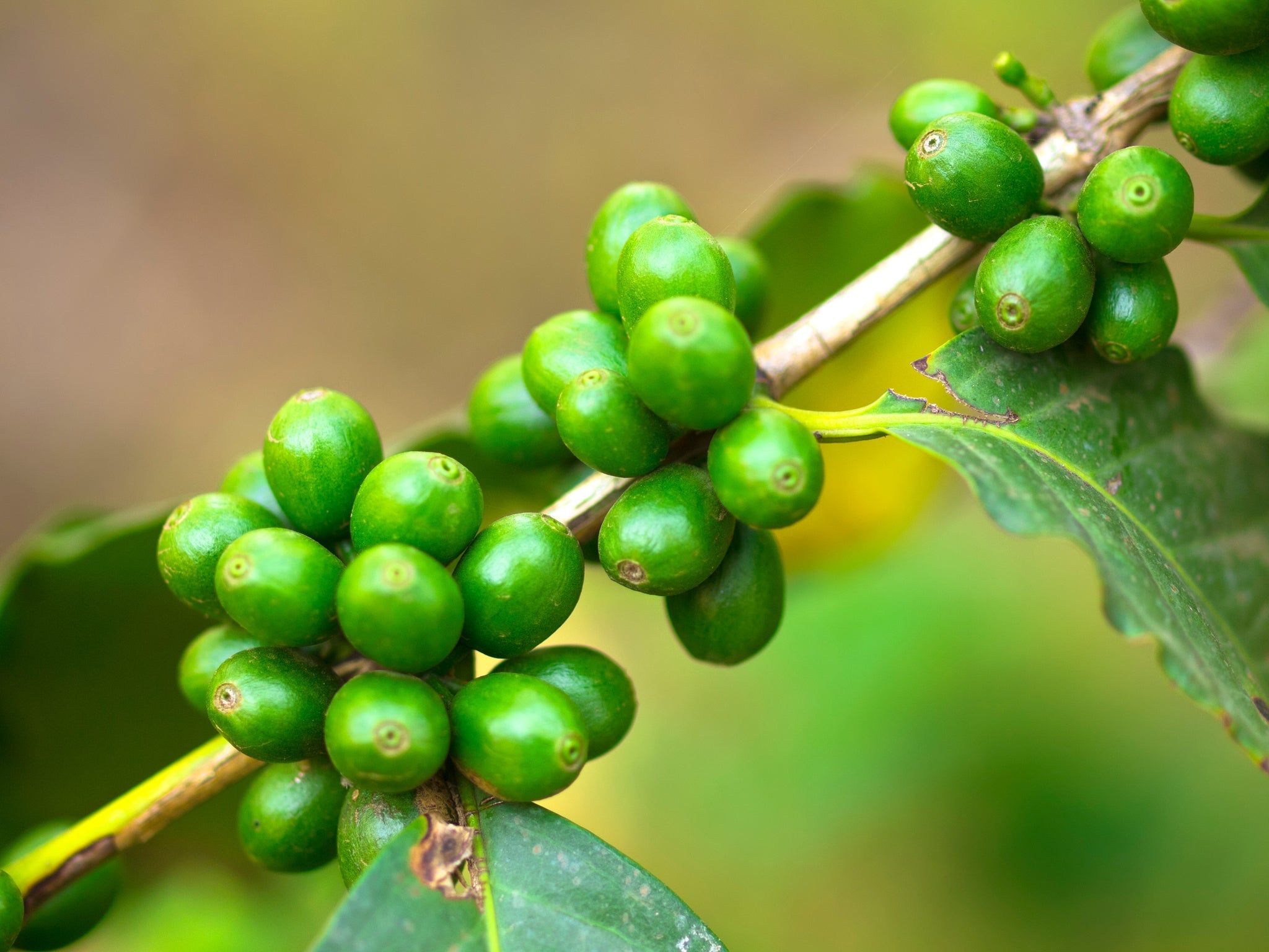 Nahaufnahme von grünen Kaffeekirschen in dichten Trauben an einem Zweig mit Blättern.