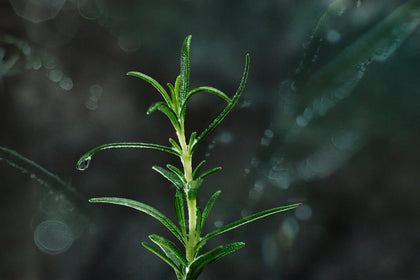 Organic Rosemary