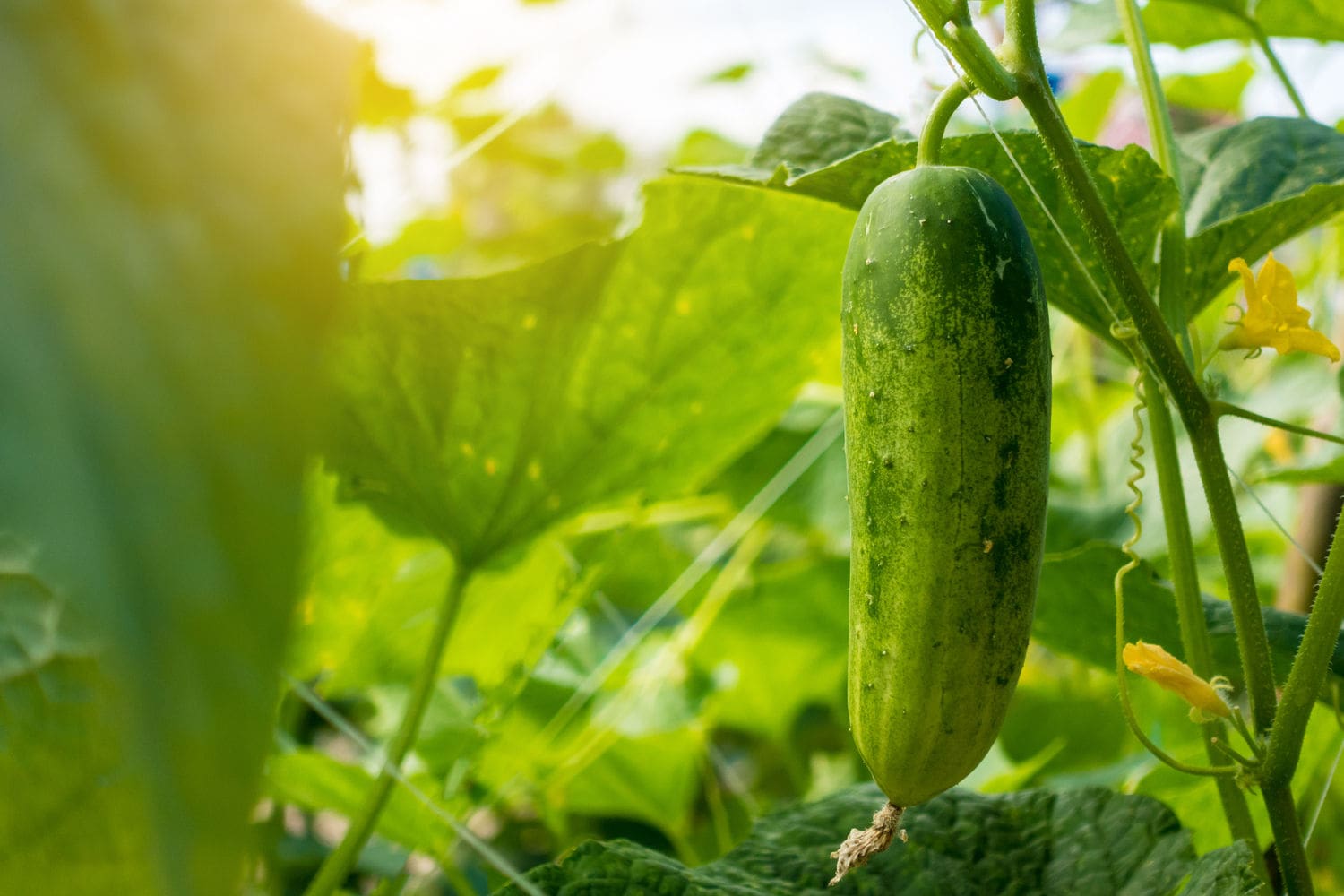 Grüner Feuchtigkeitslieferant aus der Vergangenheit Naturaufnahme einer Gurkenpflanze mit Gurke und durchscheinendem Sonnenlicht in Nahaufnahme