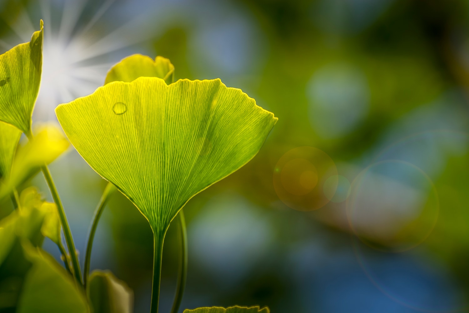 Grüne Pflanzenkraft aus Asien Leuchtend grünes Ginkgoblatt mit durchscheinendem Licht in Nahaufnahme