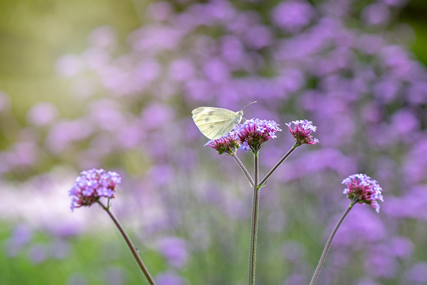 verveine-feld-natur-schmetterling-auf-bluete-stock-inhaltsstoffseite-bio-verveine Naturaufnahme eines Verveinefeldes mit lilafarbenen Bluete mit Zitronenfalter in Nahaufnahme