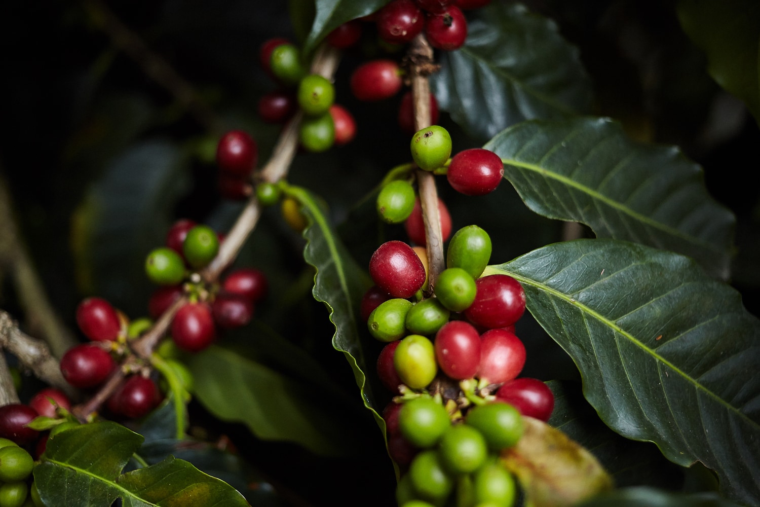 Bio-Kaffee - Guten Morgen schöne Haut Naturaufnahme von einem Kaffeestrauch mit roten und grünen Früchten und dunkelgrünen Blättern