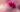 blume violett nebel