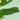 Feuilles d’Acnilys sur fond vert menthe