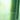 Bamboo stem against a green background