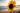 Close-up of a sunlit sunflower with a sandy beach in the background