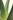  Die Blätter einer Aloe Vera Pflanze sind mit Wassertropfen benetzt. 