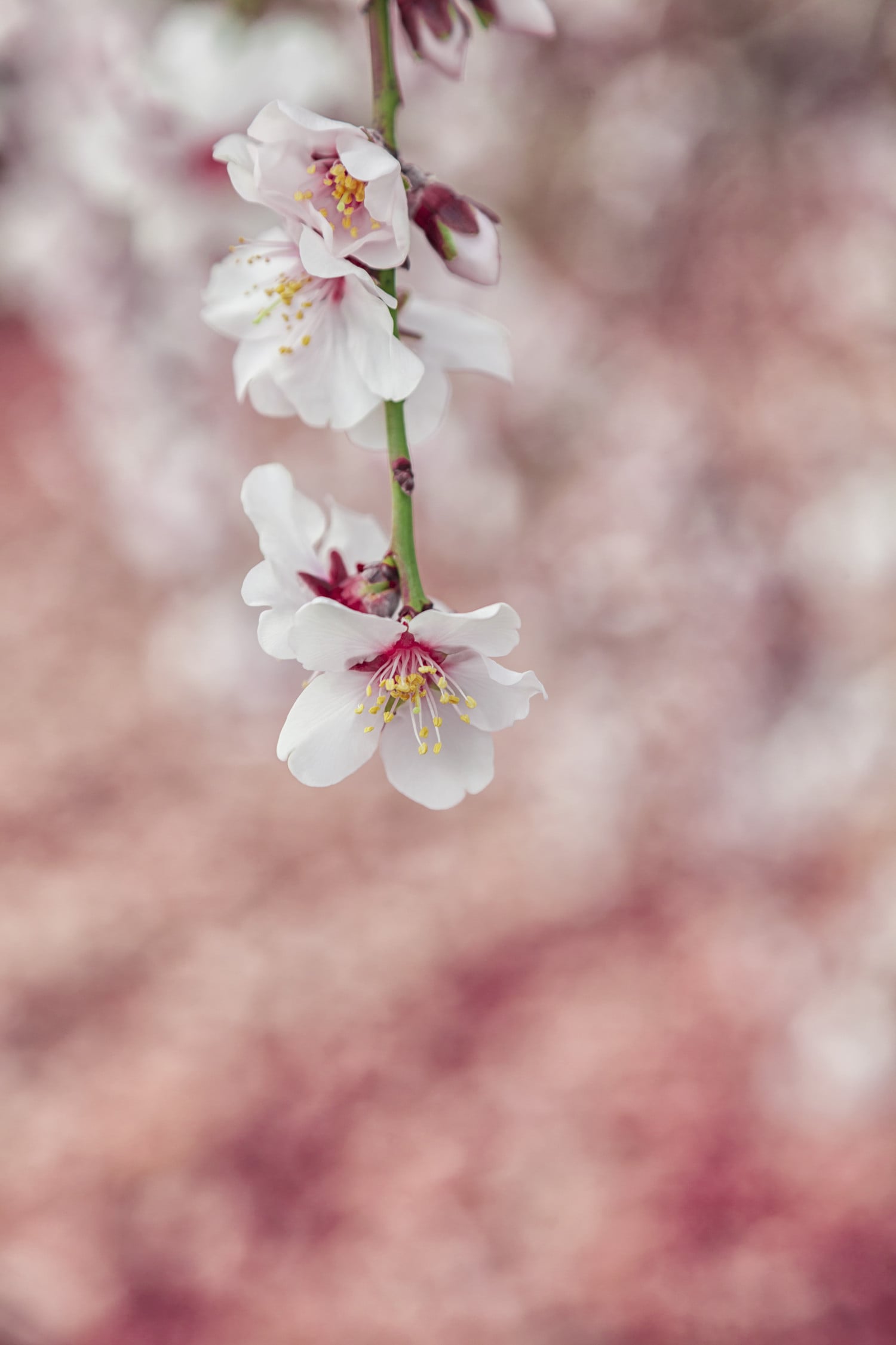 Mandel - Schöne Pflanze mit Tradition Mandelbaumast mit weißen Blüten und rosa Blüten im Hintergrund