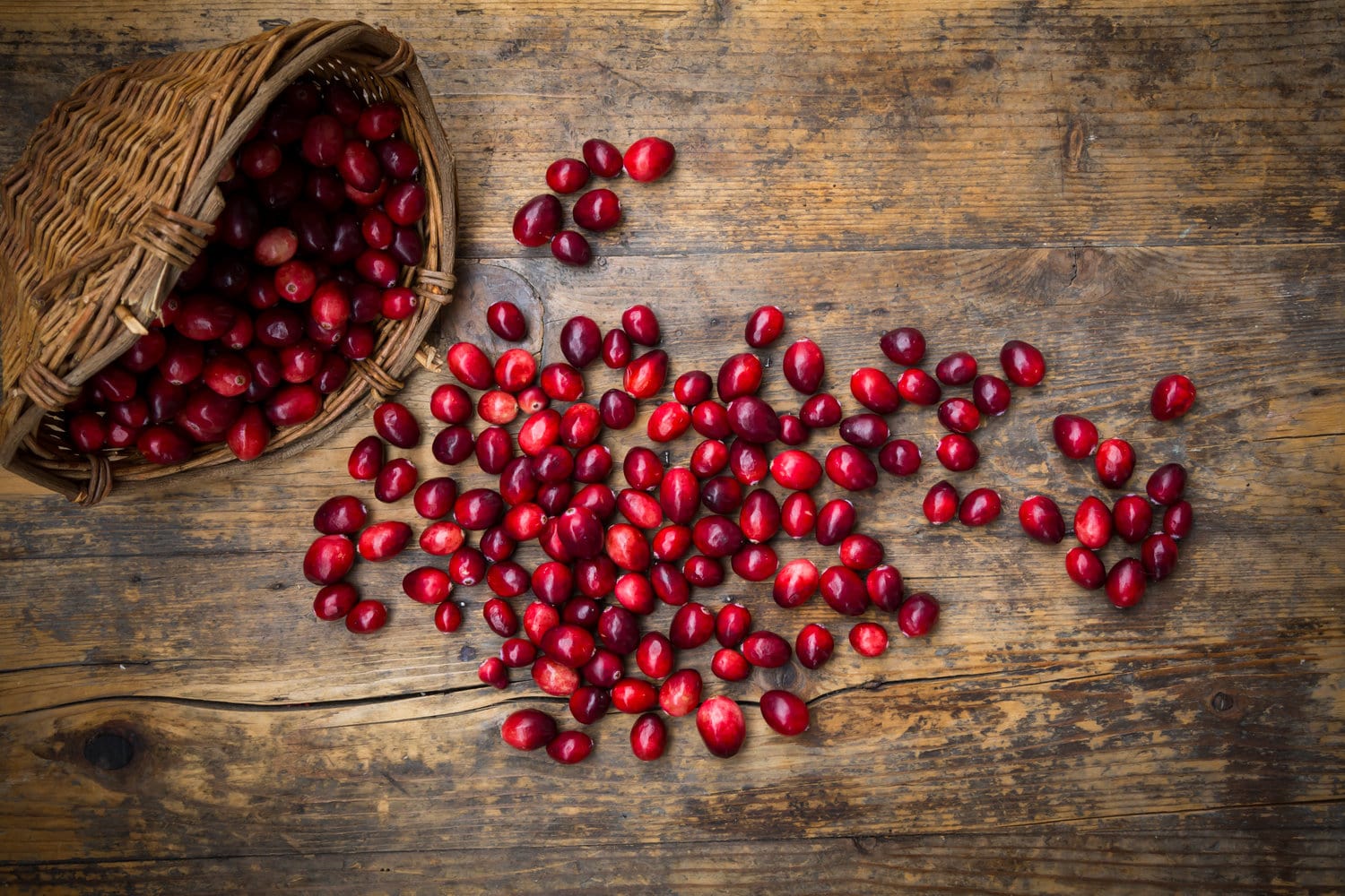 Cranberries enthalten wertvolle Antioxidantien Umgefallener geflochtener Korb gefüllt mit Cranberries die auf einen dunklen Holztisch rollen