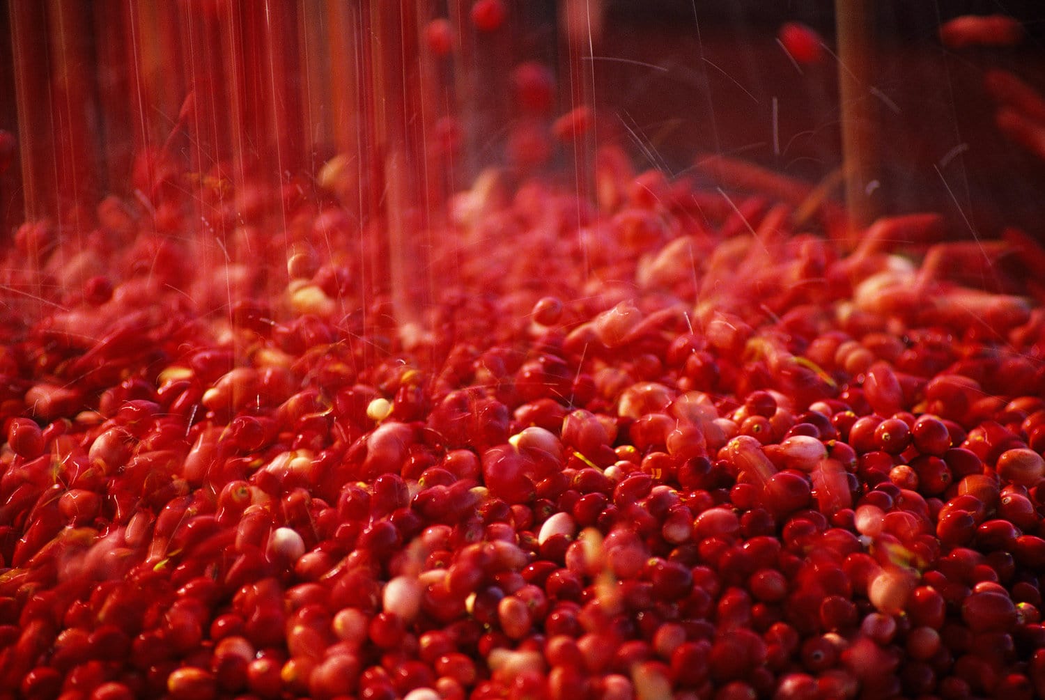 Superfruit Cranberry aus Nordamerika Zahlreiche Cranberries in Wasserbad
