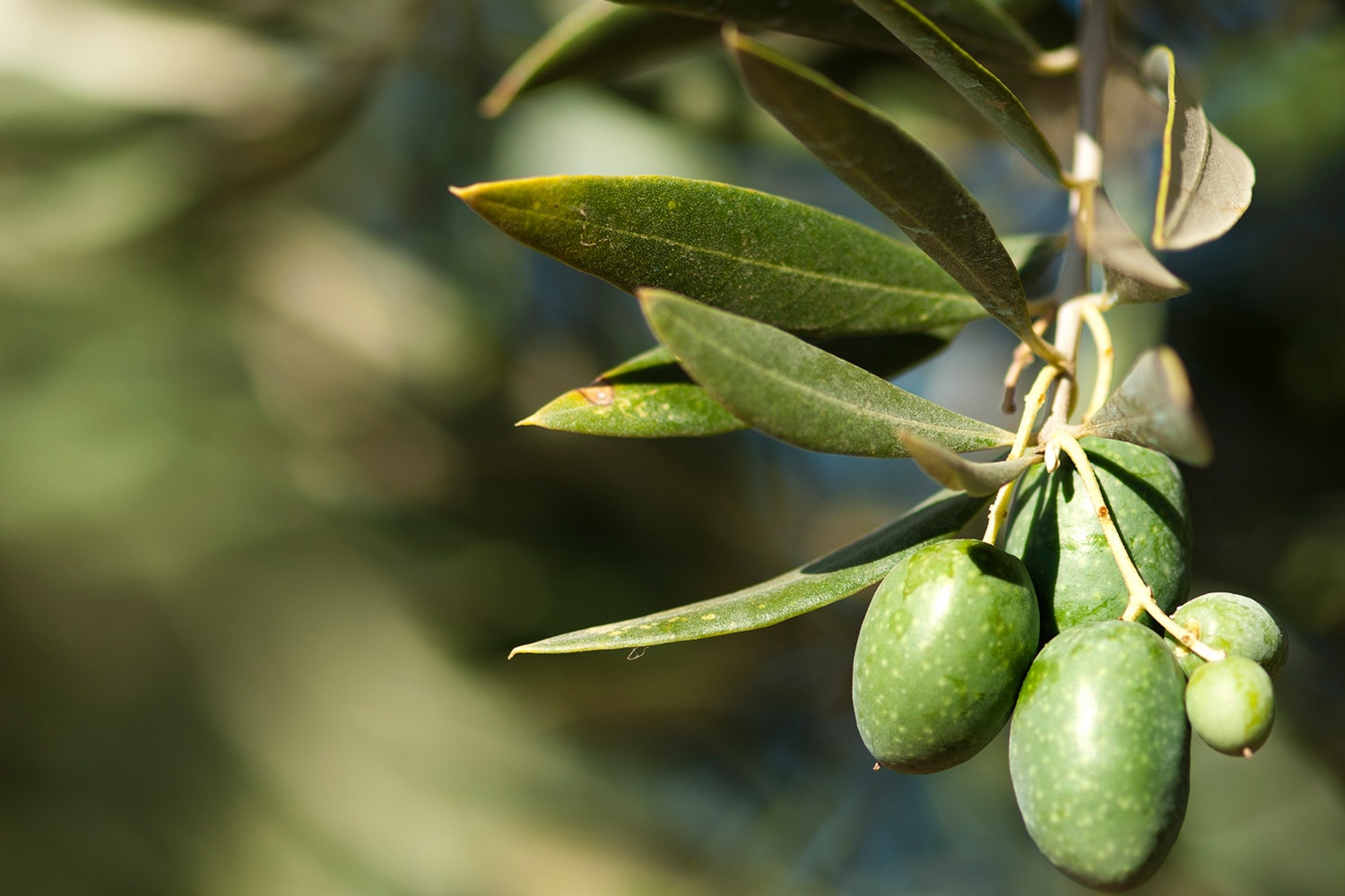 Olive tree branch illuminated by sunlight in nature