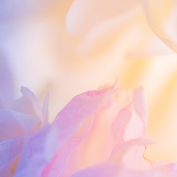 Pfingstrose Blatt Zoom