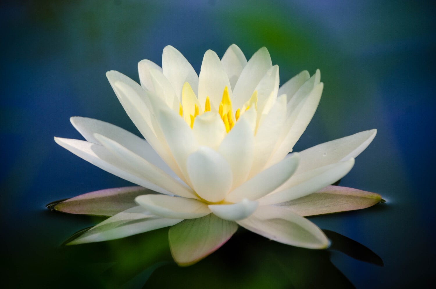 lavera lotus flower extracts offer gentle protection to the skin