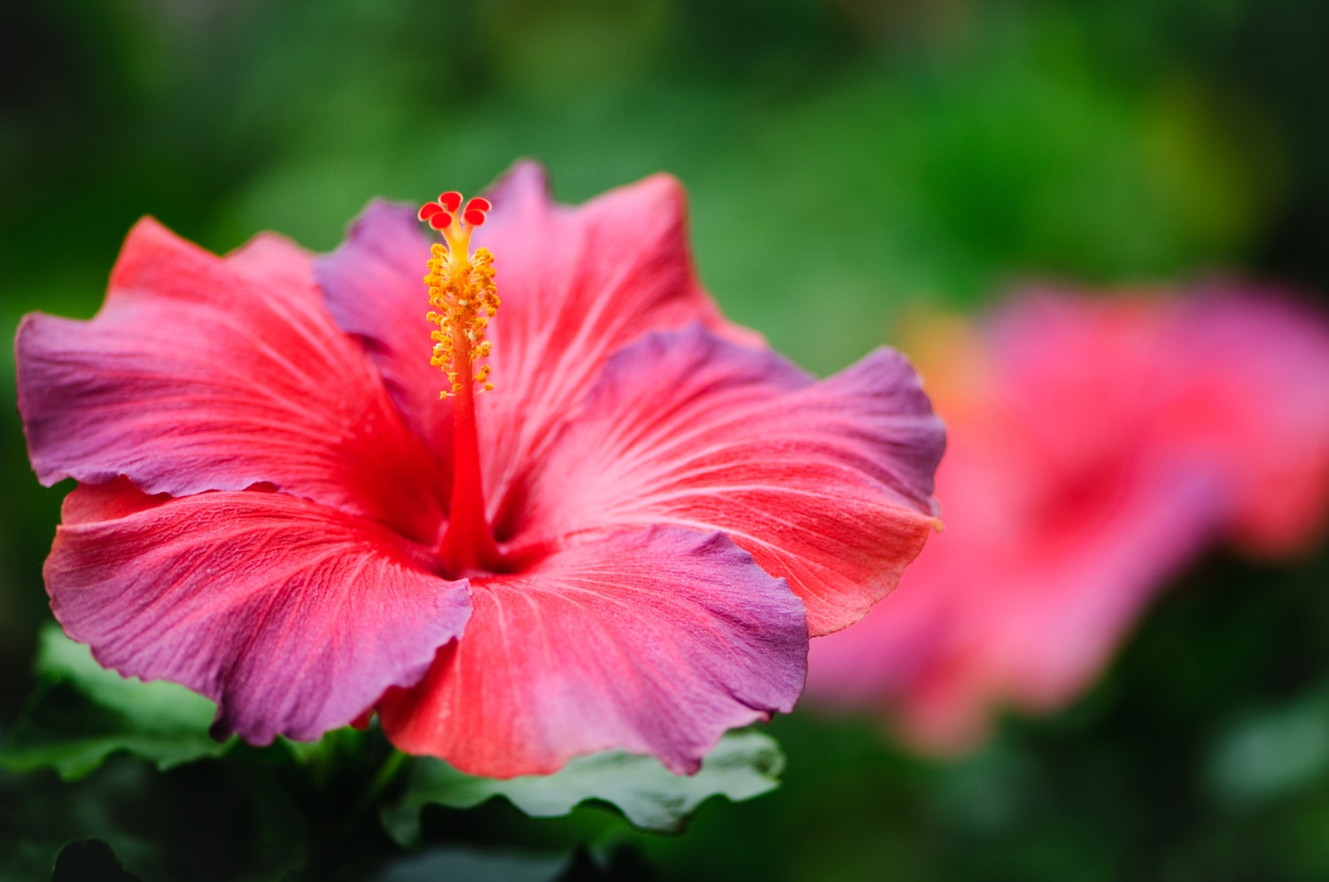 Organic hibiscus – the power of exotic flowers for a beautiful you I lavera  Naturkosmetik