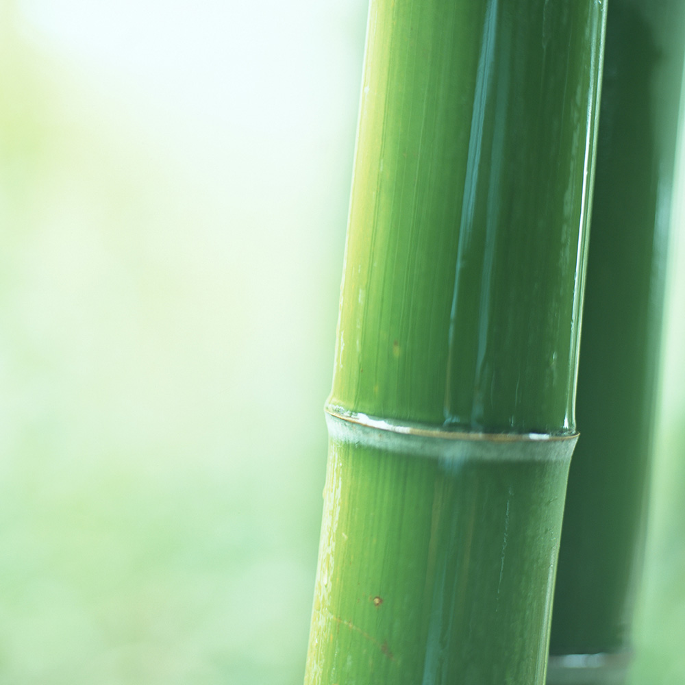 Bamboo stem against a green background