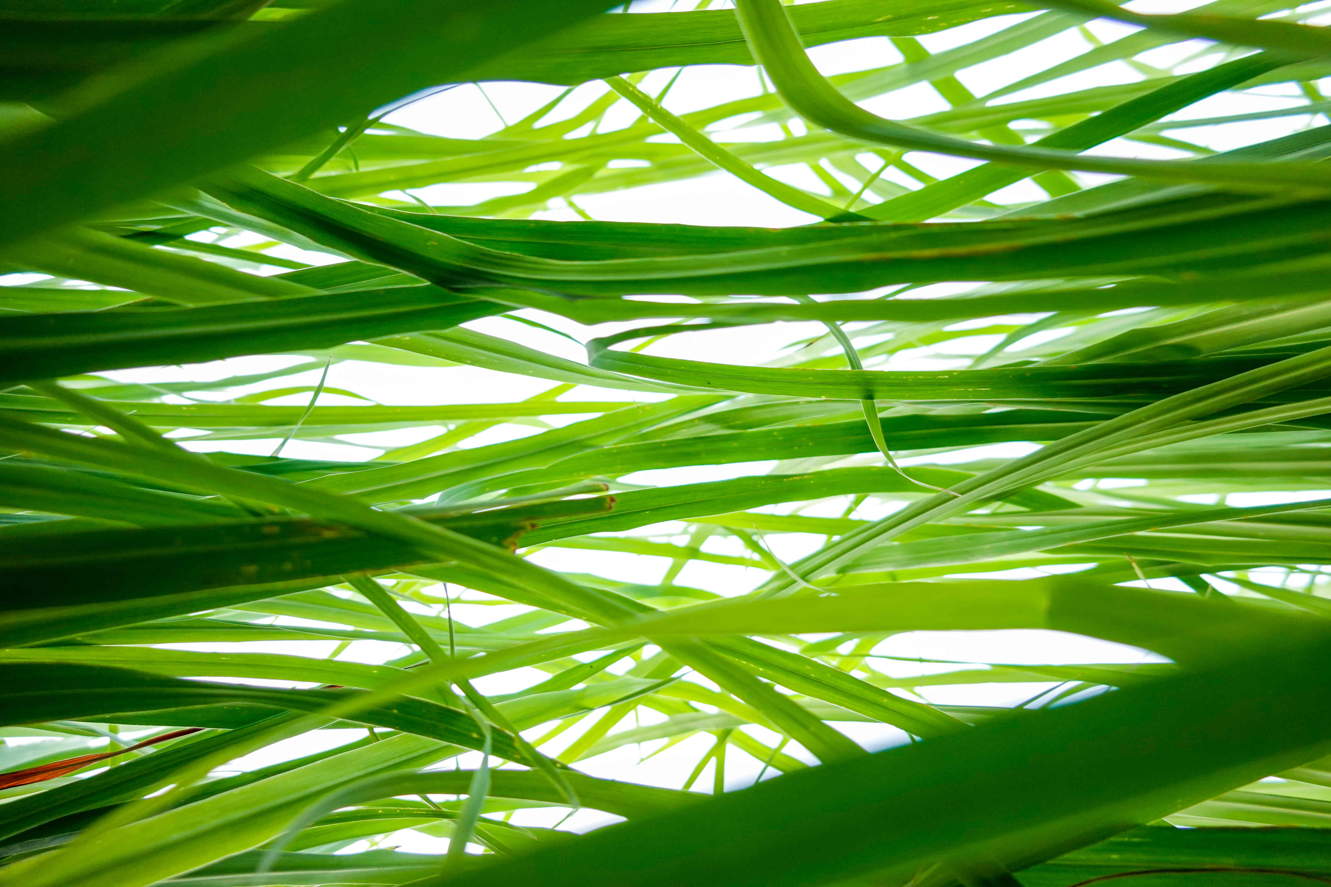Zitronengras-Feld-Closeup-Stock-inhaltsstoffseite Zahlreiche frische Zitronengrashalme mit durchscheinendem Licht vor weißem Hintergrund