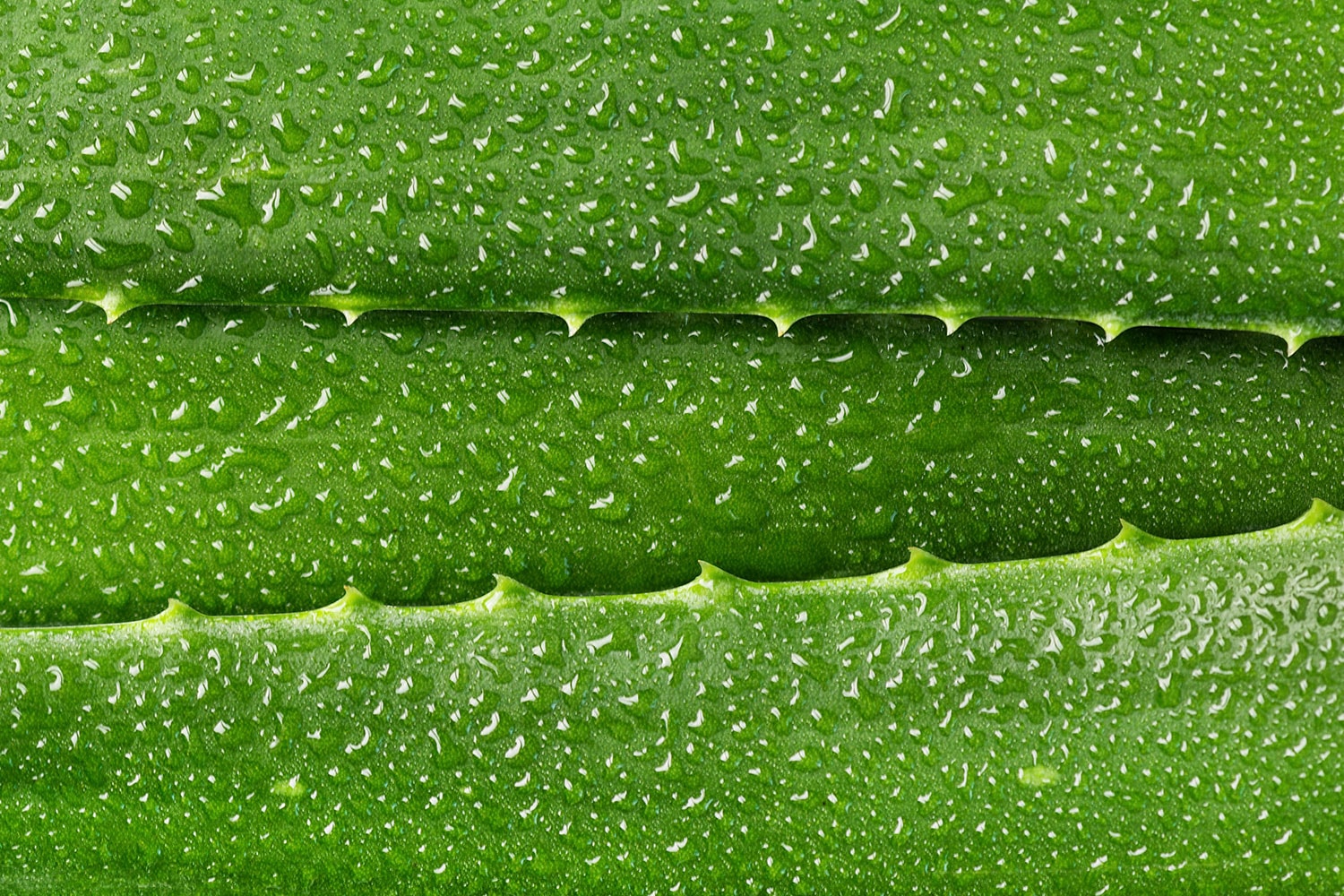aloe vera leaf zoom with water drops
