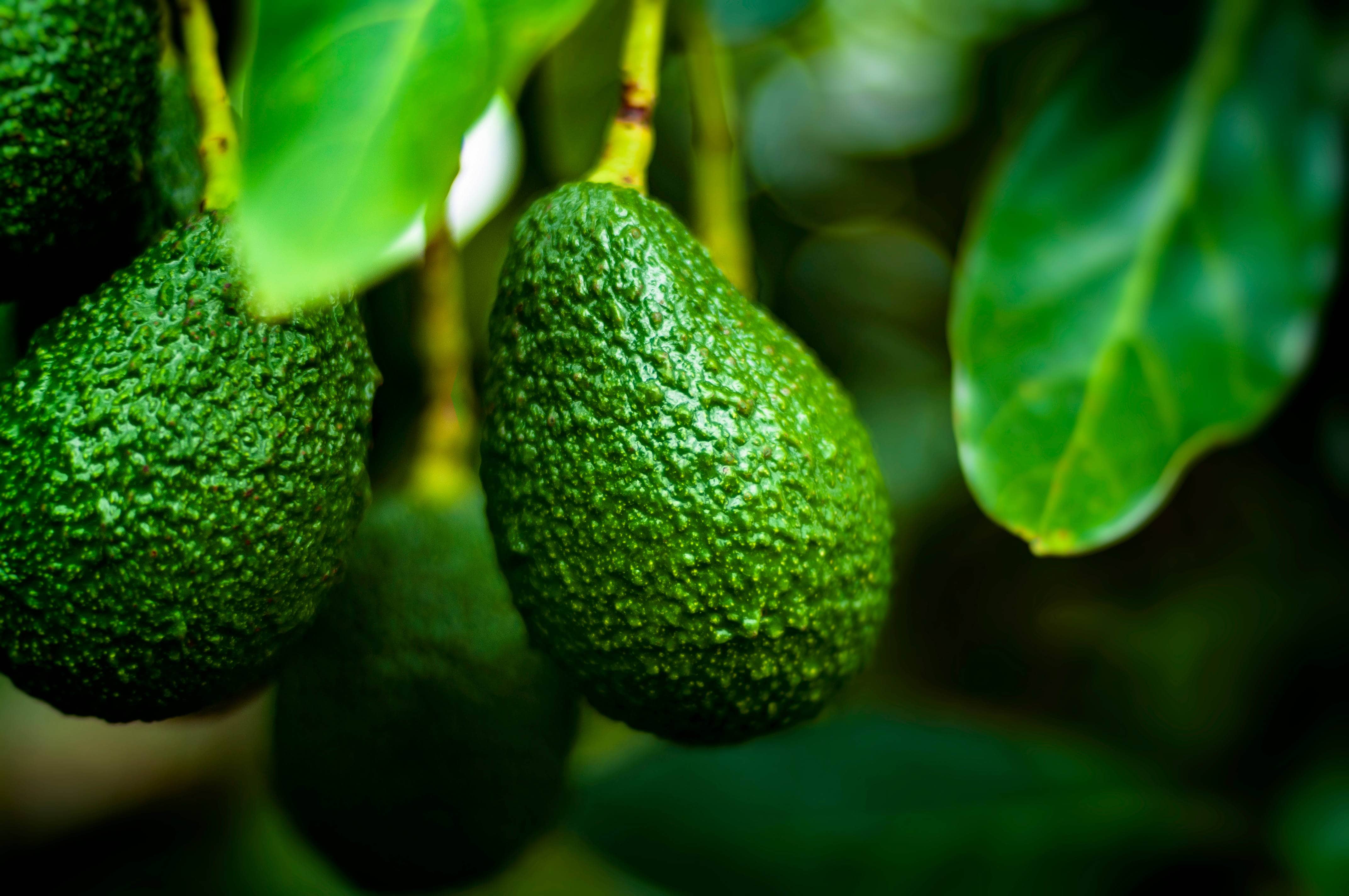 Organic avocado in lavera care and cleansing products