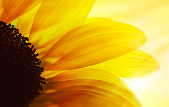 Hallo Sommer Nahaufnahme einer Sonnenblume