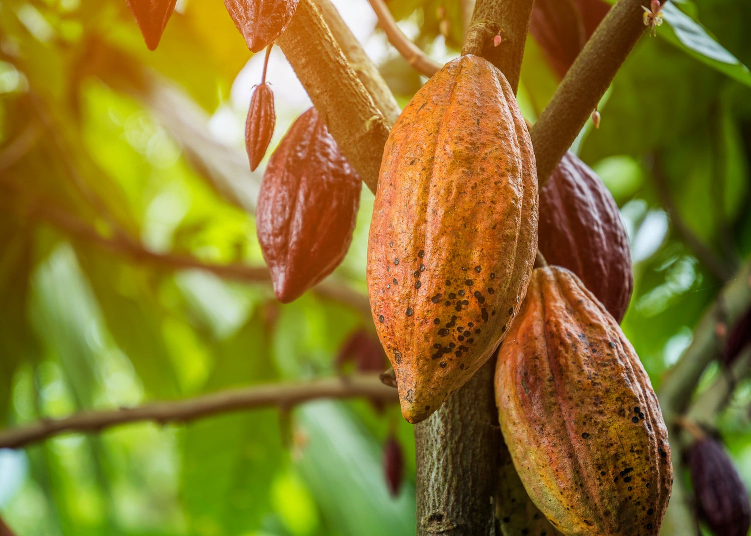 Kakaobutter - Tropische Pflanzenkraft mit Beauty-Potenzial Naturaufnahme von einigen Kakaofruechten am Baum
