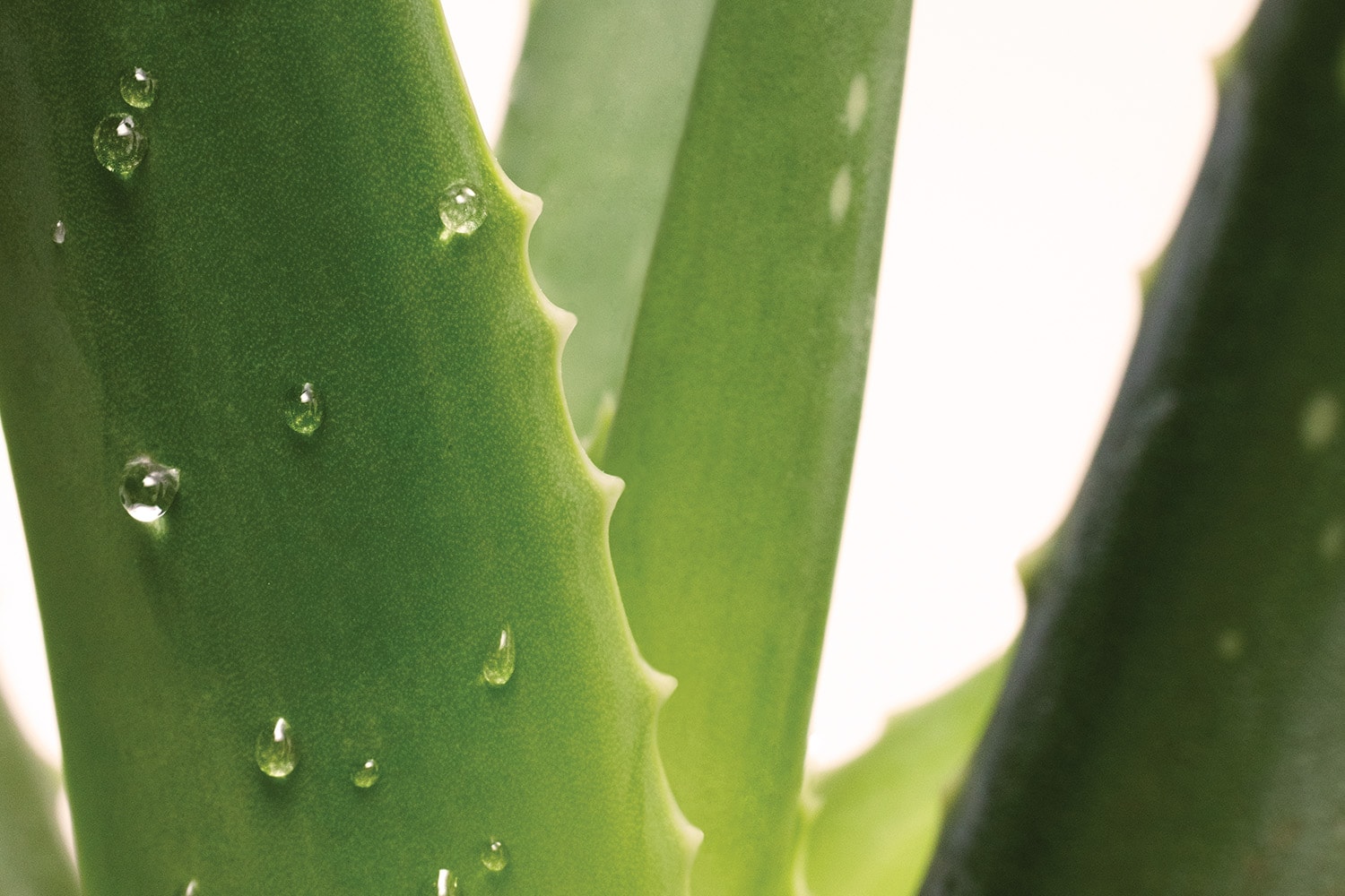 Aloe Vera Header Neu