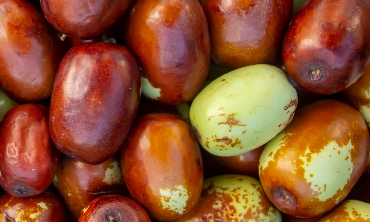 Glänzende Jojoba Früchte in einem stark vergrößerten Bildausschnitt