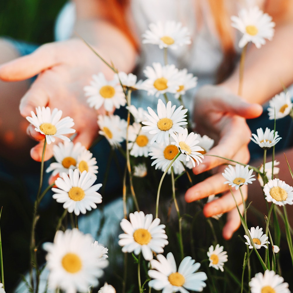 Gänseblümchen Wiese und Frauenhände die schützend um die Gänseblümchen gelegt sind